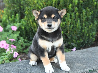 Shiba Inu dogs - Ad 8