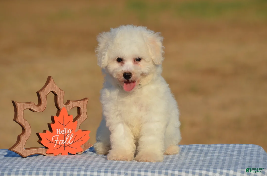 Bichon Frise dogs for sale: Tina - Ad 2