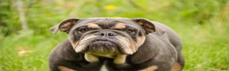 English Bulldog dogs for sale: Xena - Ad 4