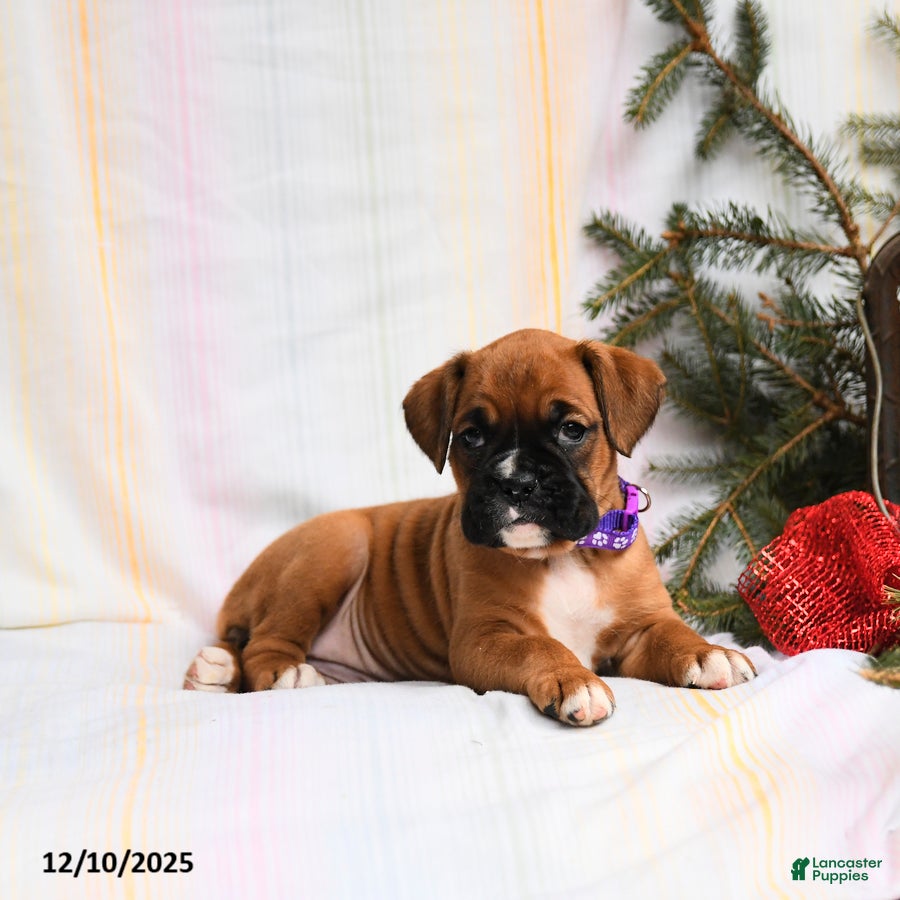 Boxer dogs Gloria - Ad 21