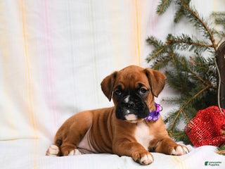 Boxer dogs Gloria - Ad 36