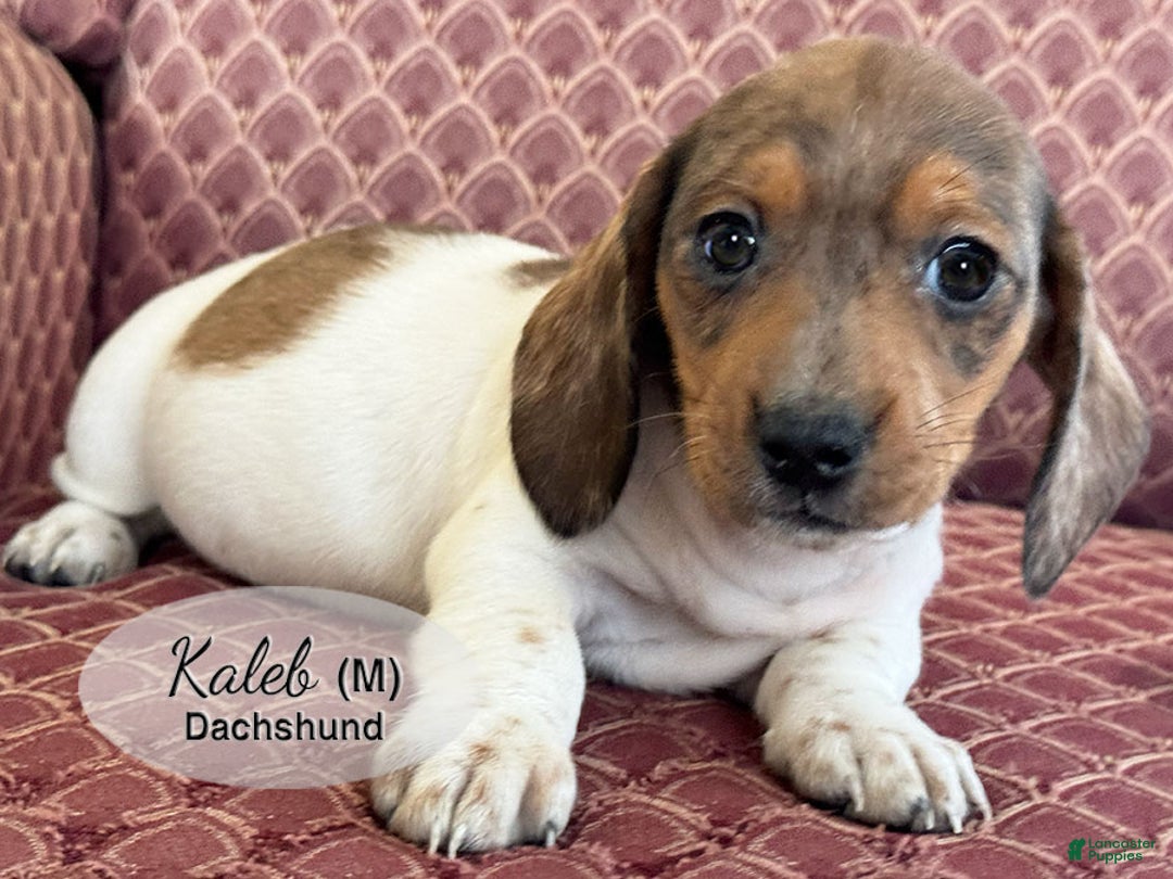 Dachshund dogs for sale: Kaleb - Ad 4
