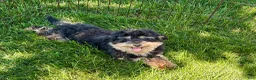 Havapoo dogs for sale: Havapoo - Ad 7