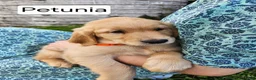 Golden Retriever dogs for sale: Petunia - Ad 1