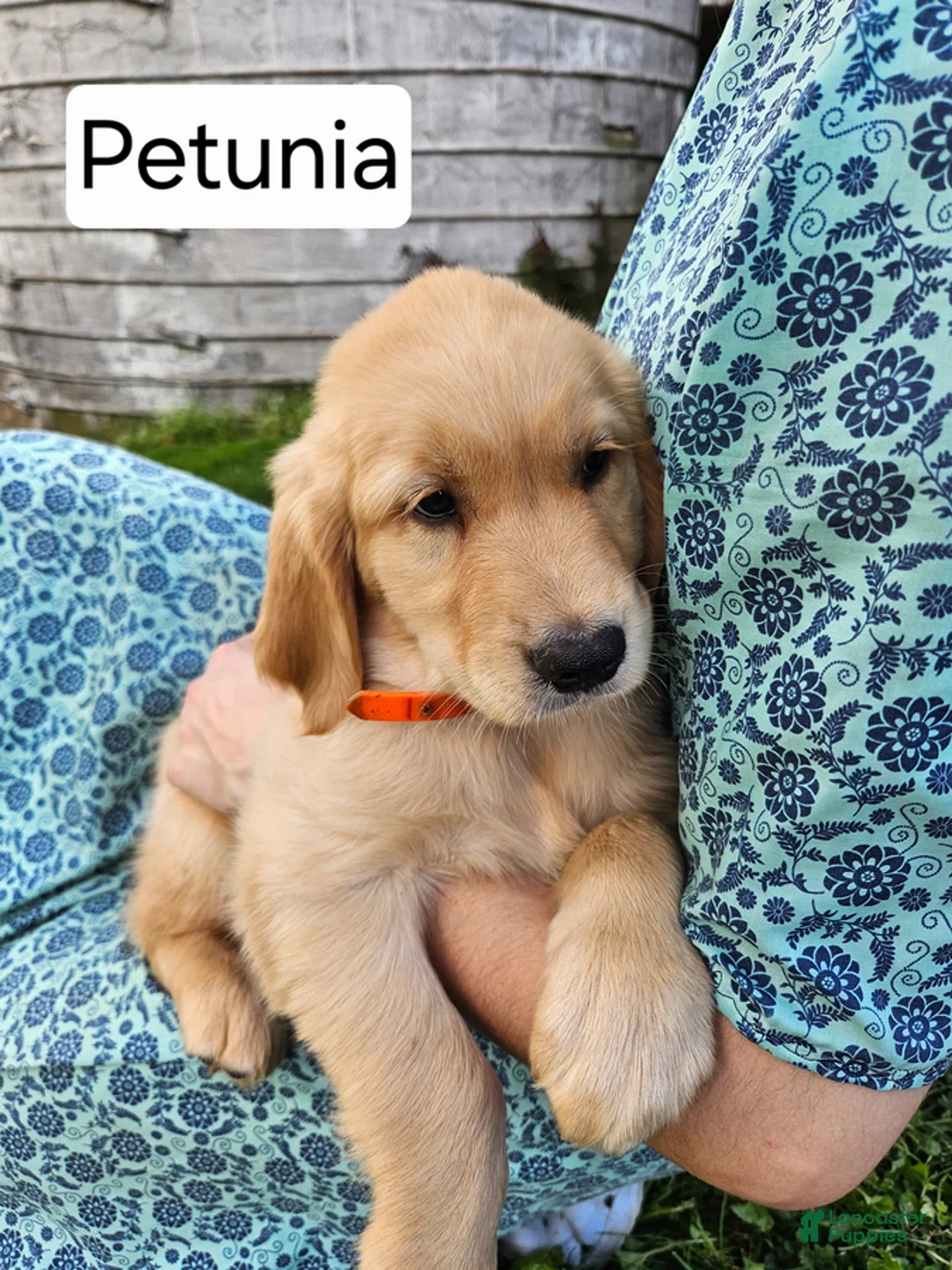 Golden Retriever dogs for sale: Petunia - Ad 1