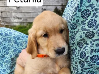 Golden Retriever dogs Petunia - Ad 14