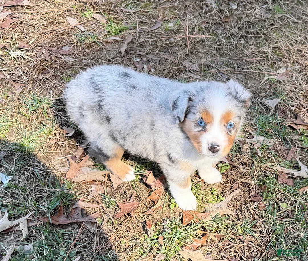Australian Shepherd dogs for sale: Starla - Ad 4