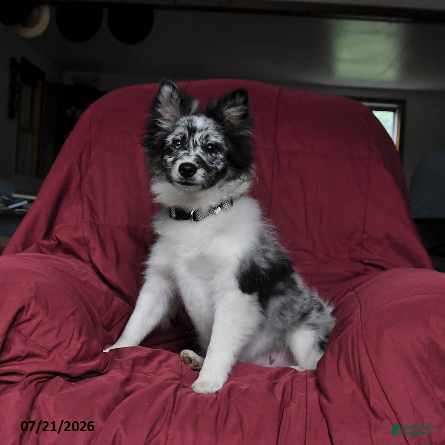 Pomsky dogs Teddy - Ad 1