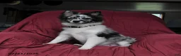 Pomsky dogs for sale: Teddy - Ad 1