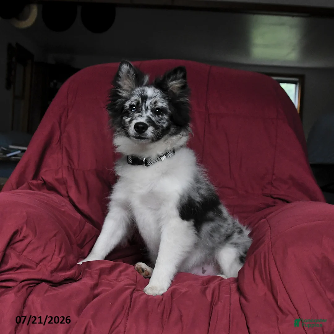Pomsky dogs for sale: Teddy - Ad 1