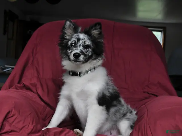 Pomsky dogs for sale: Teddy - Ad 1