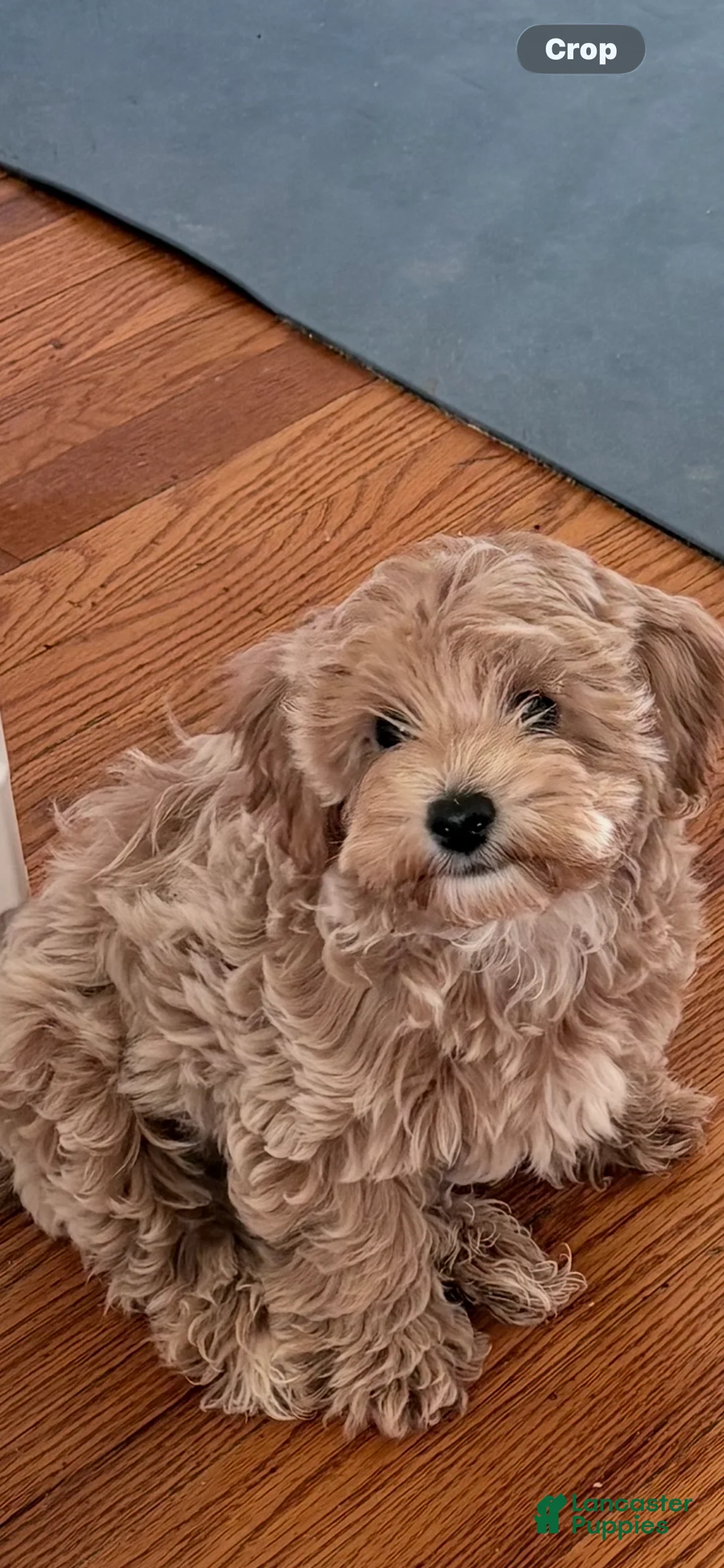 Havapoo dogs for sale: Havapoo Puppy 1 - Ad 1