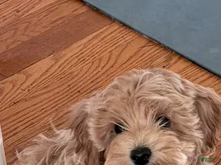 Havapoo dogs Havapoo Puppy 1 - Ad 26