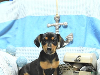 Mixed Breed dogs - Ad 34