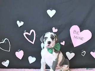 Great Dane dogs Cooper - Ad 6