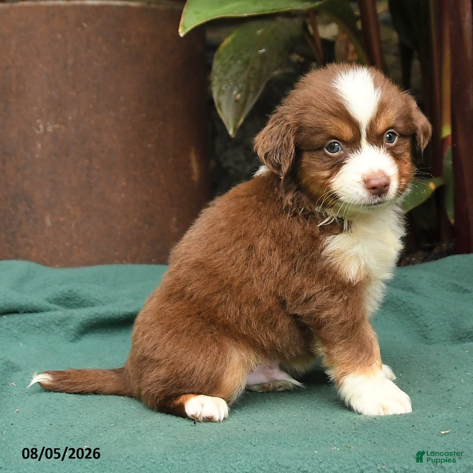 Miniature Australian Shepherd dogs Simba - Ad 2