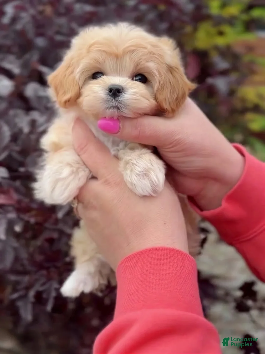 Maltipoo dogs for sale: Riley - Ad 2