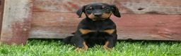 Doberman Pinscher dogs for sale:  Diesel (Black Rust)🐶🤎✨ - Ad 2