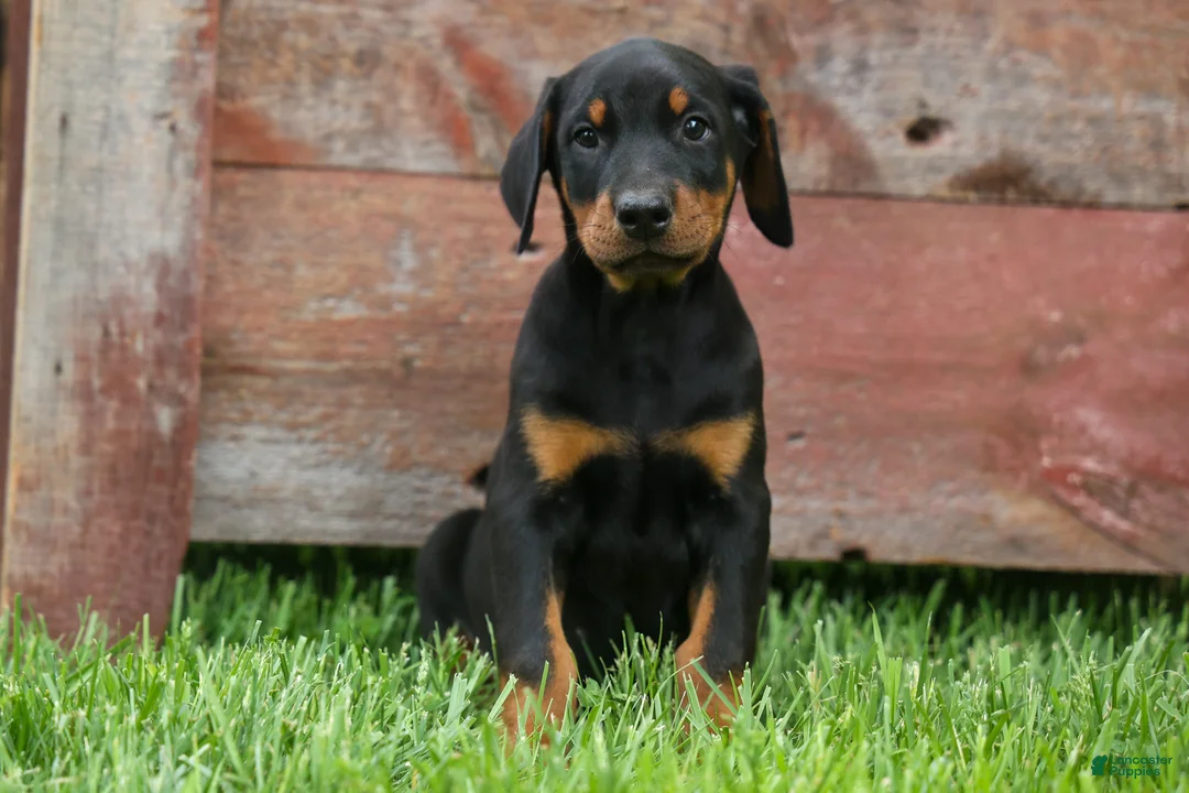 Doberman Pinscher dogs for sale:  Diesel (Black Rust)🐶🤎✨ - Ad 2