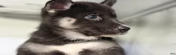 Mixed Breed dogs for sale: Amalia - Ad 4