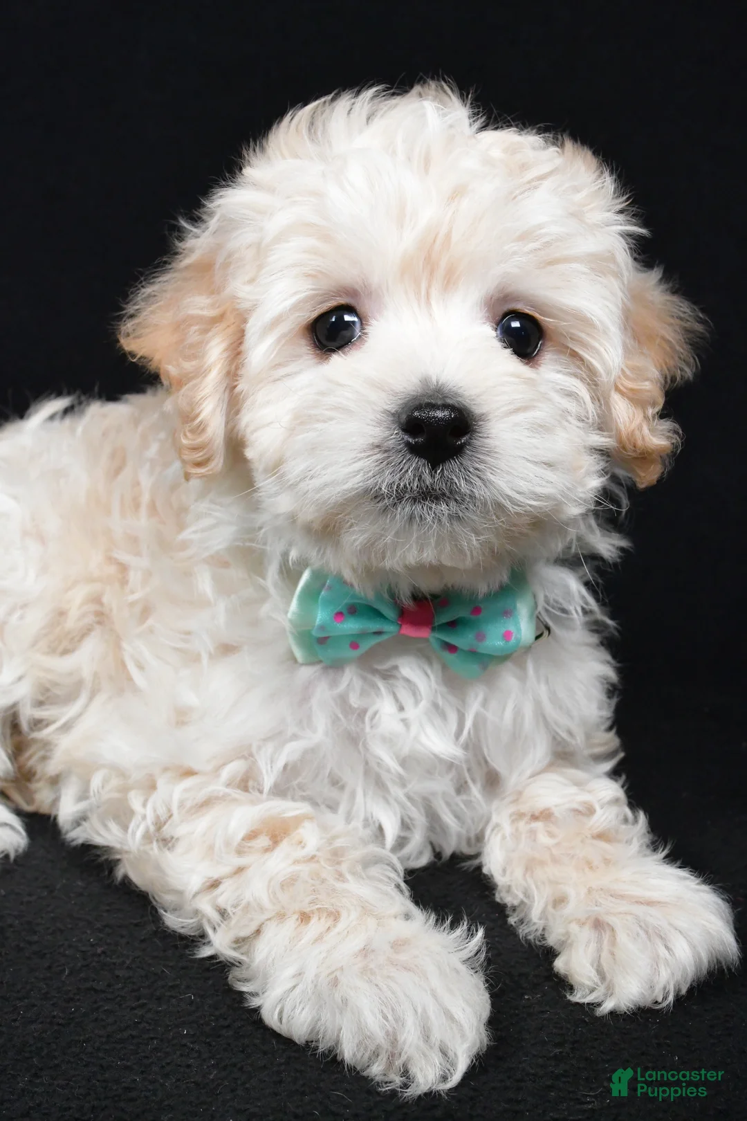 Maltipoo dogs for sale: Jack - Ad 3