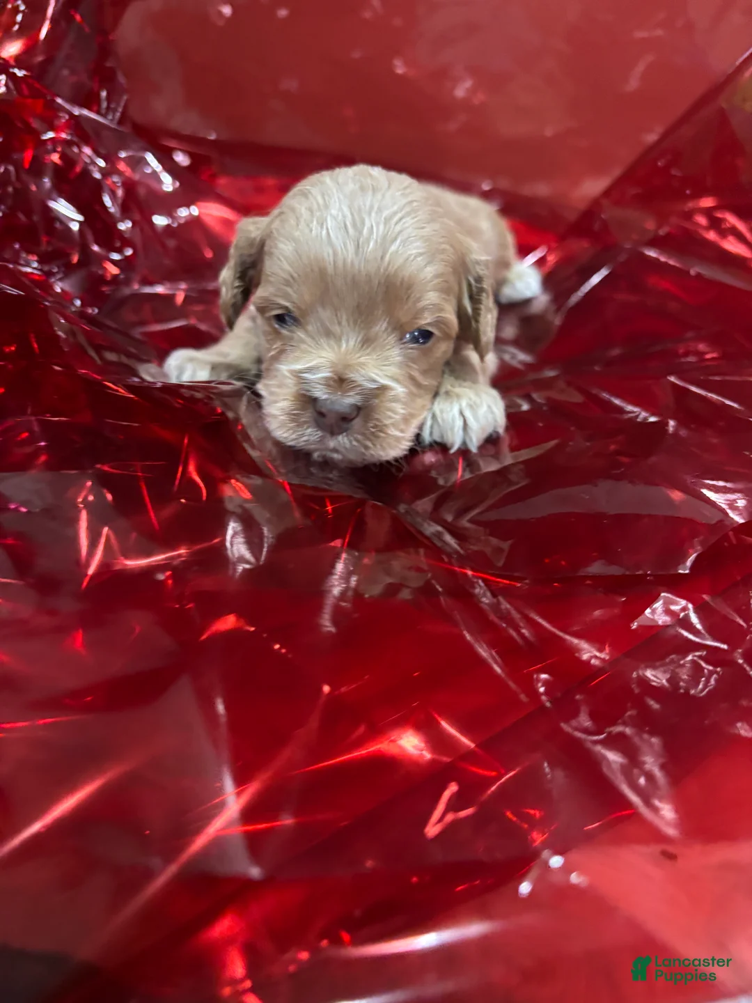 Cockapoo dogs for sale: Rocko - Ad 1