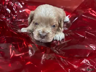 Cockapoo dogs Rocko - Ad 14