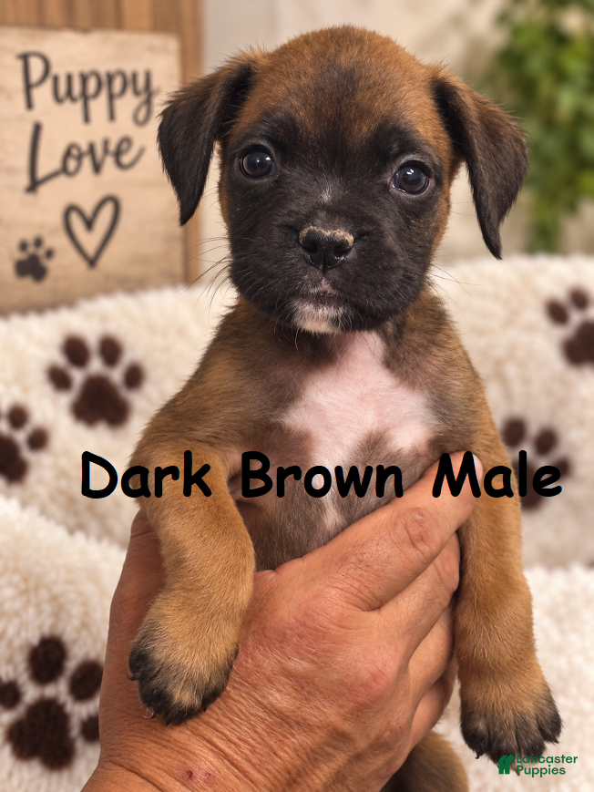 Boxer dogs Dark Brown Male - Ad 1