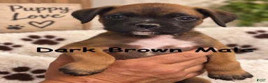 Dark Brown Male