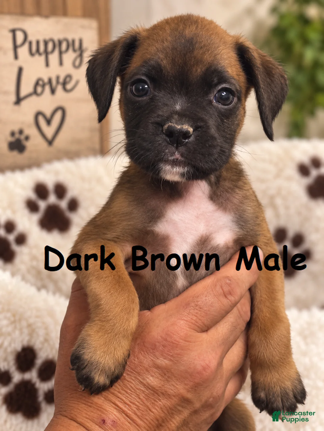 Boxer dogs for sale: Dark Brown Male - Ad 1