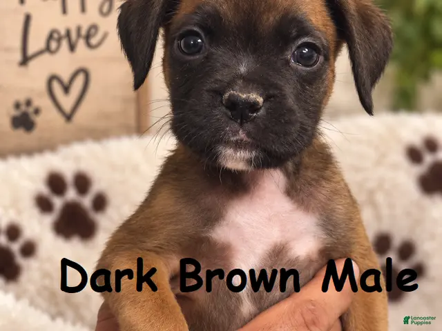 Boxer dogs for sale: Dark Brown Male - Ad 1