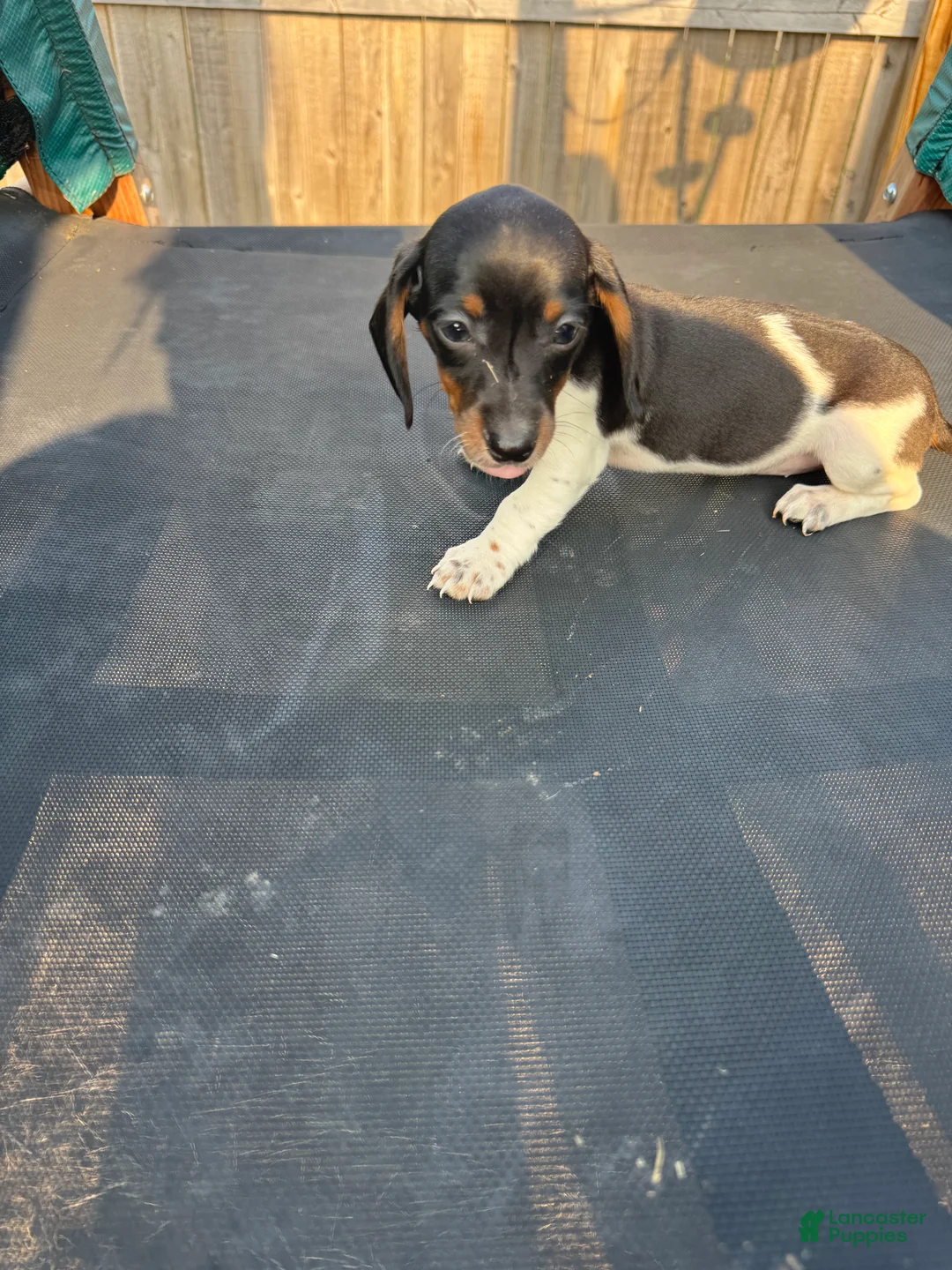 Miniature Dachshund dogs for sale: Miniature Dachshund Puppy 6 - Ad 2