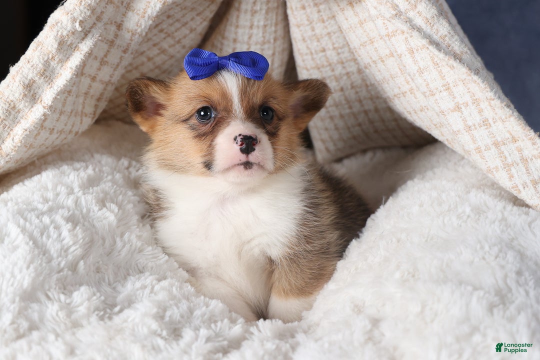 Welsh Corgi Pembroke dogs for sale: BO - Ad 11