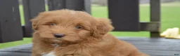 Mini Goldendoodle dogs for sale: Shaq - Ad 9