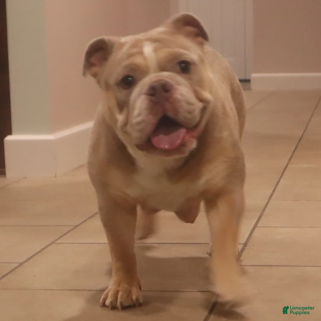 English Bulldog dogs for sale: Tanya - Ad 14