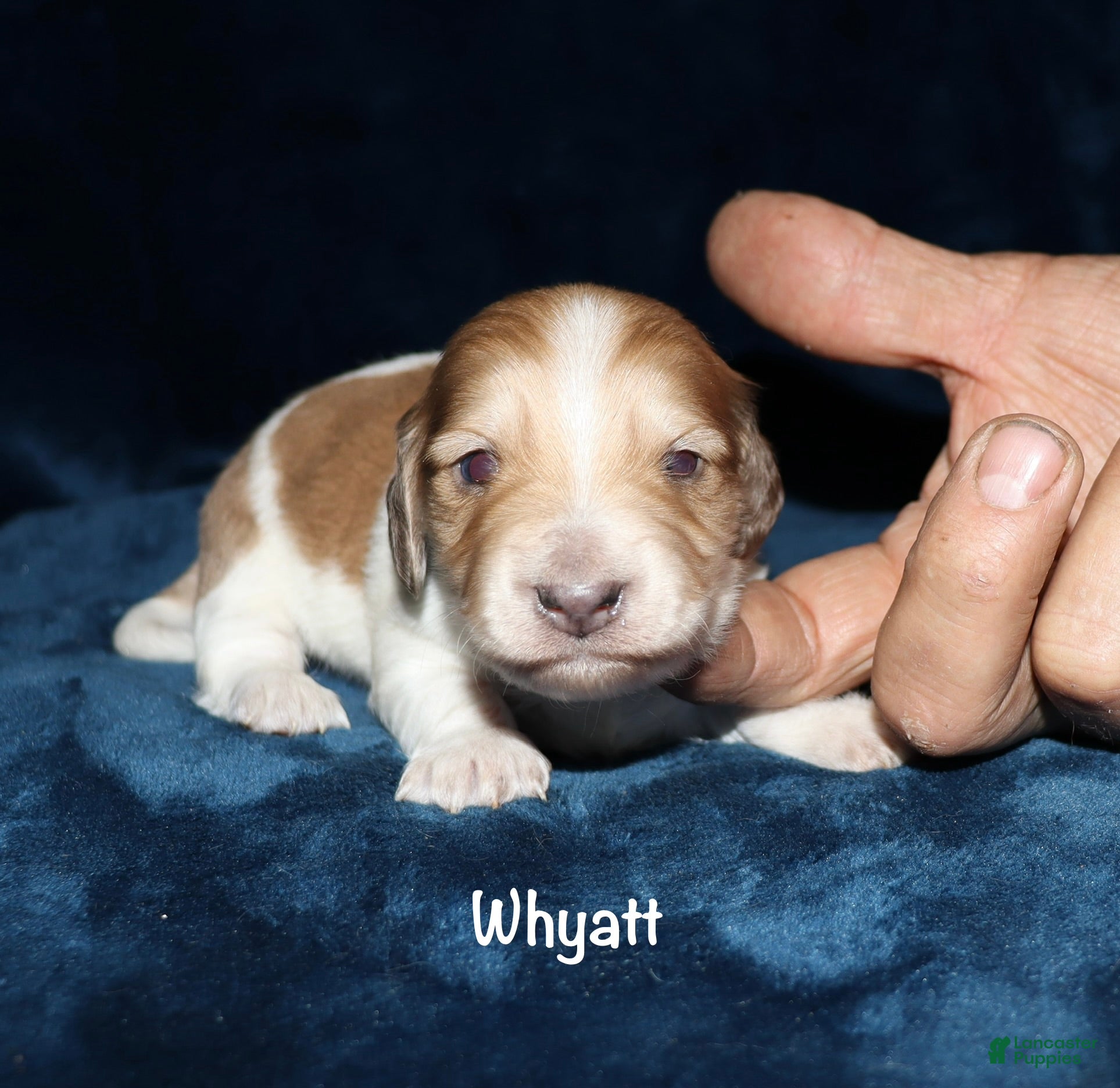 Miniature Dachshund dogs Whayatt - Ad 12