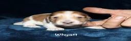 Miniature Dachshund dogs for sale: Whayatt - Ad 1