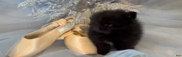 Pomeranian dogs for sale: Pomeranian 2 - Ad 10
