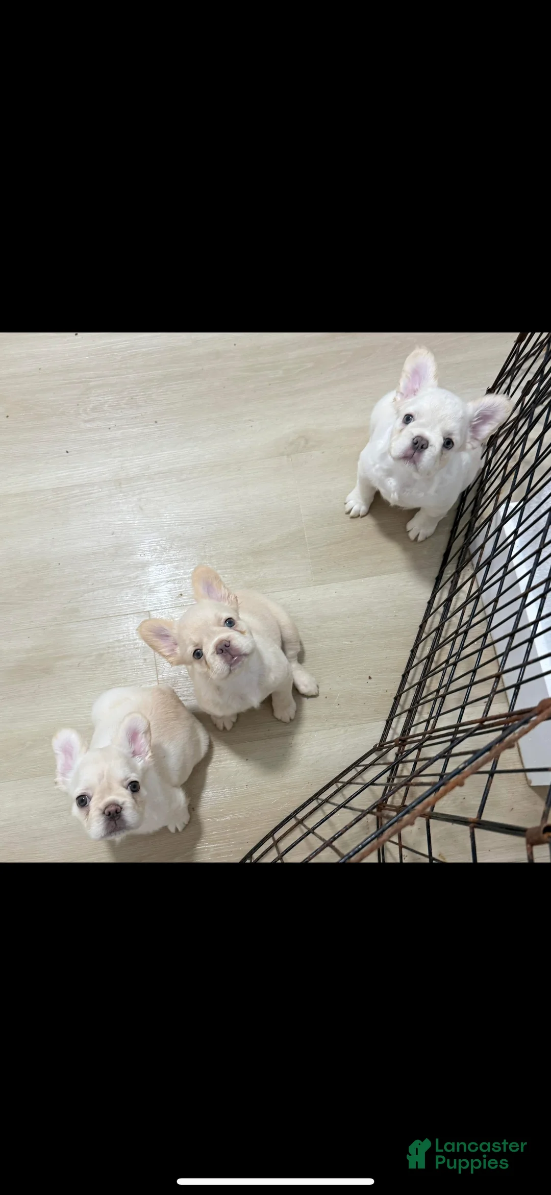 French Bulldog dogs for sale: French Bulldog Puppy 6 - Ad 8