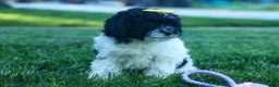 Cavapoo dogs for sale: Gracie  - Ad 9