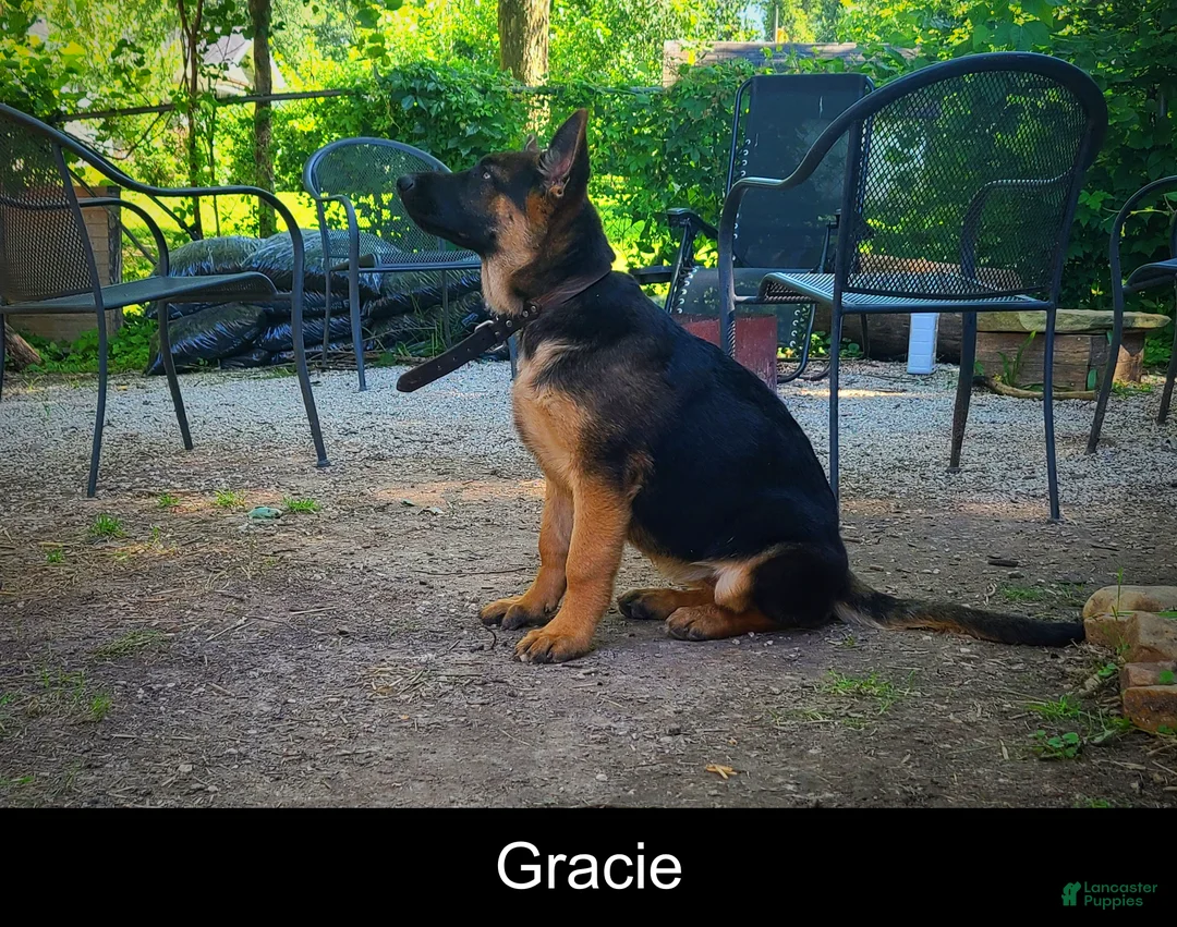 German Shepherd dogs for sale: Gracie - Ad 2