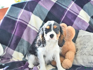 Cavalier King Charles Spaniel dogs - Ad 15
