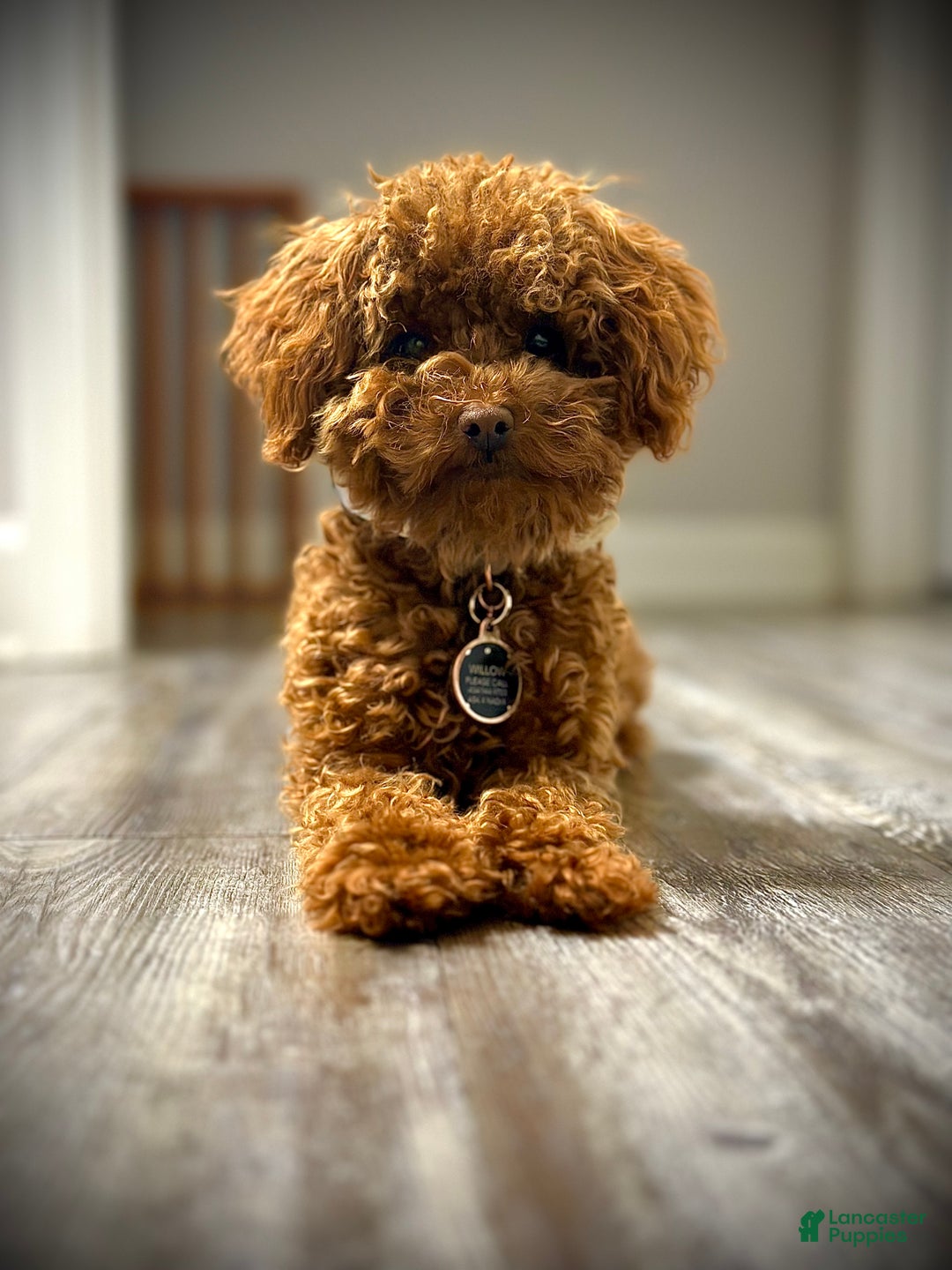 Toy Poodle dogs for sale: Dash - Ad 9