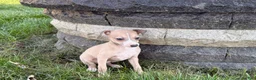 Italian Greyhound dogs for sale: Italian Greyhound female 1 fawn and white  - Ad 7
