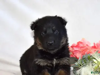 German Shepherd dogs Sage - Ad 5