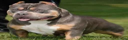 American Bully dogs for sale: American Bully 1 - Ad 3