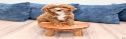 Miniature Poodle dogs for sale: Rachel - Ad 3