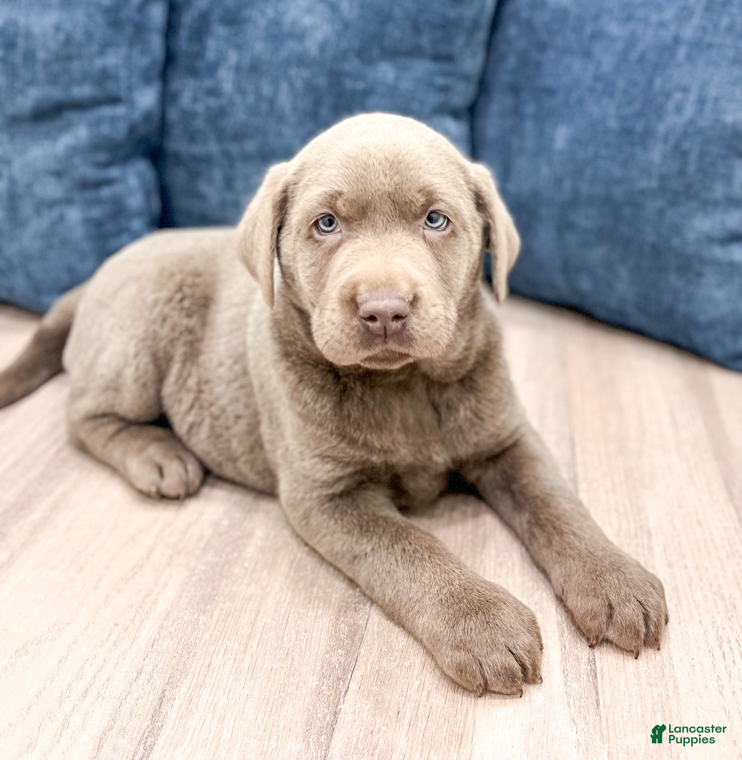 Labrador Retriever dogs Misty - Ad 25