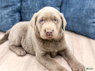 Labrador Retriever dogs Misty - Ad 25