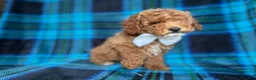 Cockapoo dogs for sale: Rags - Ad 3